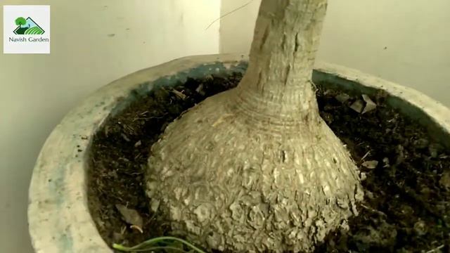 Nolina palm care | ponytail care tips | elephant foot plant | смотреть онлайн