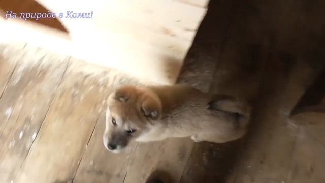 Будка ТУЛАНУ /Лайки Олега #10/ смотреть онлайн