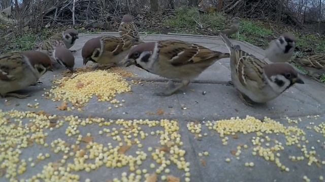 Воробьи клюют пшено.Помогайте птицам,давайте им пищу.