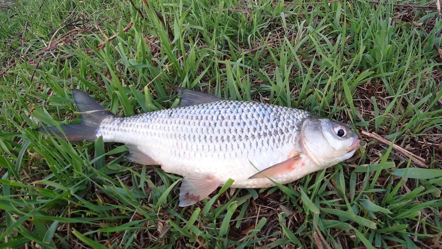 ЛОВЛЮ ВОБЛУ, ГДЕ НЕТ ЛЮДЕЙ, КАК ТАК. Ход воблы в Астрахани! Астраханская вобла 2023. смотреть онлайн