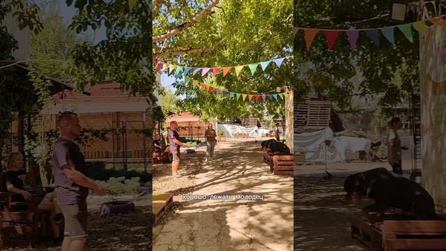 Дрессировка собак в Краснодаре.
Команды 