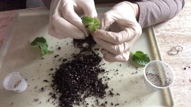 ФИАЛКИ. Результат использования неправильного состава субстрата для фитильного полива.