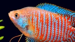 ЛЯЛИУС. СОДЕРЖАНИЕ И РАЗВЕДЕНИЕ В АКВАРИУМЕ