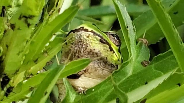 Лягушка путешественница. Приморский край. смотреть онлайн