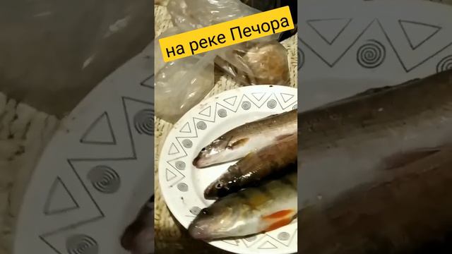Хариус смотреть онлайн
