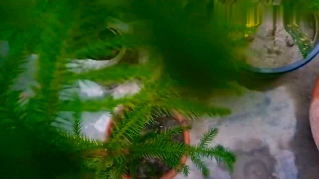 #newshopping My new shopping in rainy season. смотреть онлайн