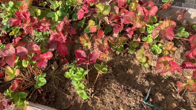 Показ дачных работ. Грядки с клубникой🌿🍓🌿Сбор урожая острого перца.🌶️🫑🌶️#хантымансийск смотреть онлайн