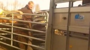 У диких коров отнимают телят, который переместят в другие места...