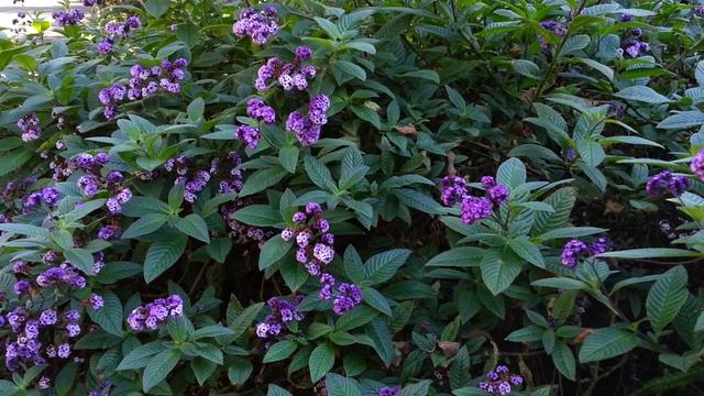 Heliotropium arborescens - Lord Roberts - cherry pie - Garden Heliotrope HD 01 смотреть онлайн