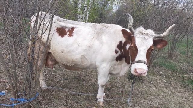 А правда ли, что молочное вымя может переродиться в мясное? смотреть онлайн