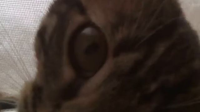 Новая заставка GTA 4 смотреть онлайн