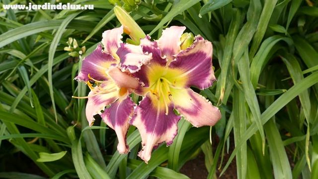 Цветение сортового лилейника BELLA SWAN в саду www.jardindelux.ru смотреть онлайн