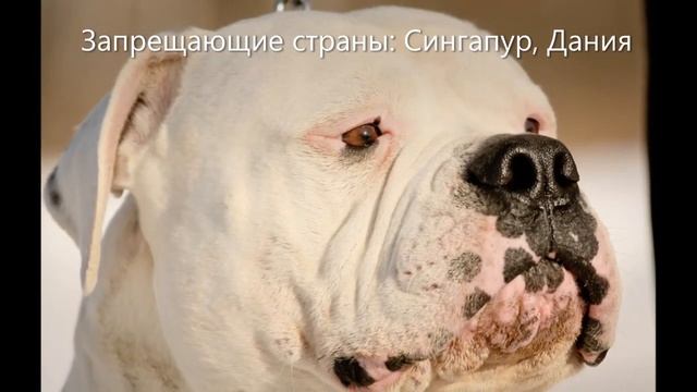 10 самых запрещенных бойцовских пород собак на земле смотреть онлайн