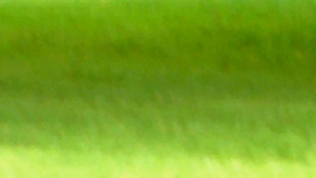 Kudu in Miami Zoo. Куду в зоопарке Майами смотреть онлайн