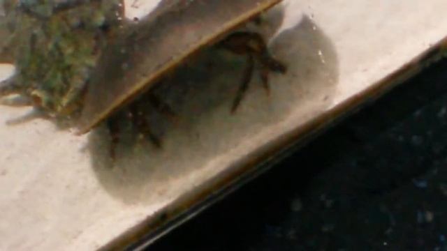 Мечехвост смотреть онлайн