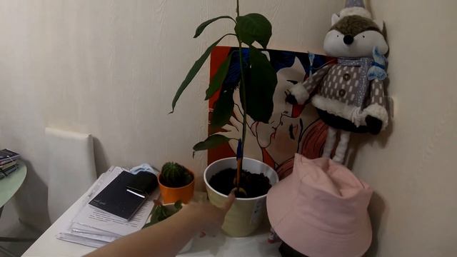 Влог. Ледяной коллапс. Рум-тур квартиры.Дома растет авокадо. Новая одежда Тимочки. смотреть онлайн