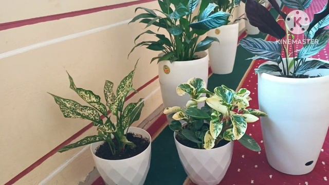 Бегония гулларимиз сотувда смотреть онлайн