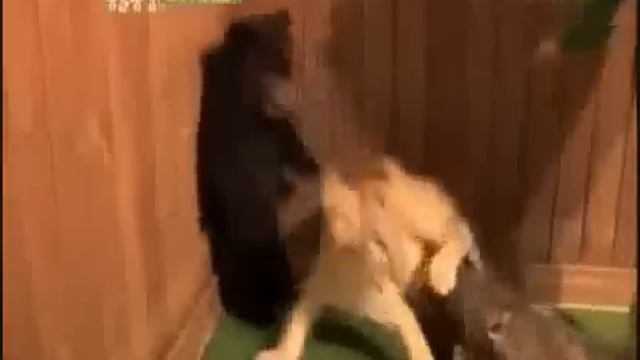 Мишка незаменимый (озвучка Славик - незаменимый).flv