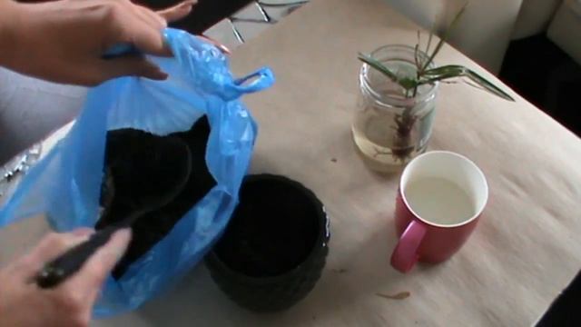 DIY КАК ПОСАДИТЬ ПАЛЬМУ? ЛЕГКО И ПРОСТО  DARYA MIGAL