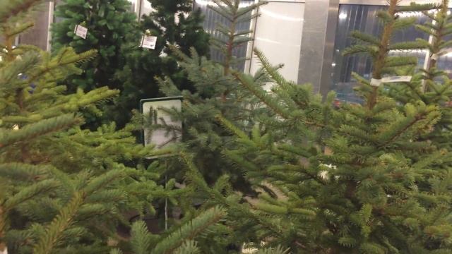Живые новогодние елки высотой от 130 до 170см в контейнере из почвогрунта смотреть онлайн