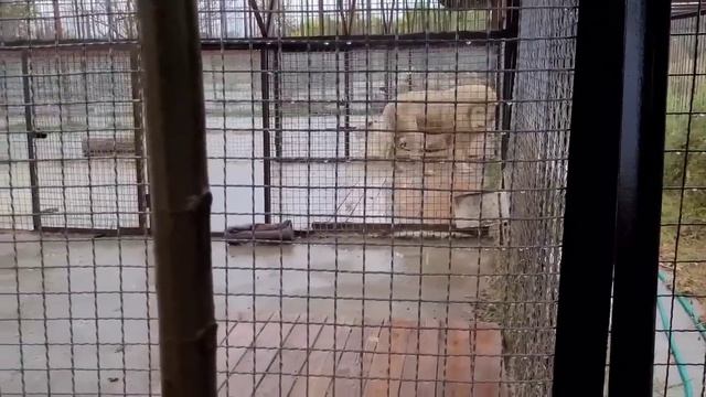ТАЙГАН! СТРАШНО ВСПОМИНАТЬ, но МЫ ПОБЕДИЛИ ЗЛО!!! смотреть онлайн