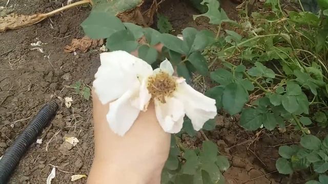 В этом видео расскажу Вам до скольки дней плетистая роза Мишка держит свой цветок сентябрь 2020 год смотреть онлайн