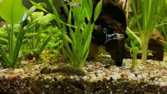 Мой аквариум смотреть онлайн