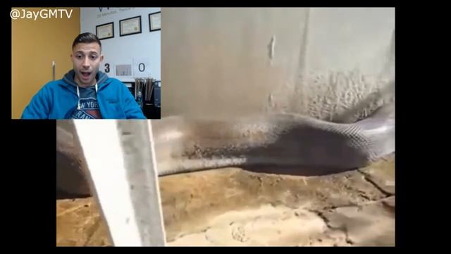 Worlds largest Snake jump scare attack смотреть онлайн