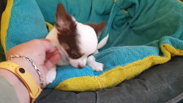 привет из ясельной группы питомник чихуахуа Кастропуло Крым продажа щенков 25 марта22 г. 8978745806 смотреть онлайн