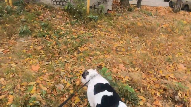 Амстафф Танк тестирует GoPro 9 Black/ Testing GoPro 9 With Amstaff Tank| 4K,30fps,hypersmooth 3.0