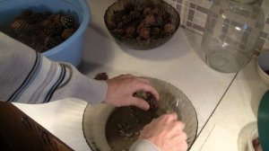 Выращивание хвойных. Семена горной сосны и др. из шишек.