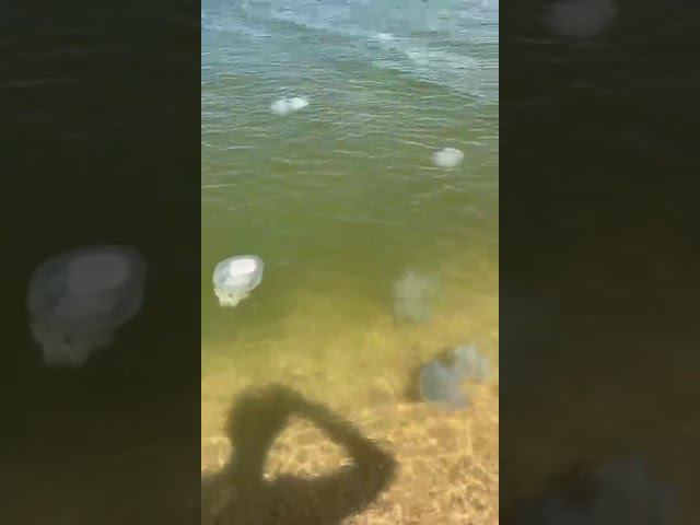Страшный сон отдыхающих на Азовском море. Нашествие медуз. смотреть онлайн
