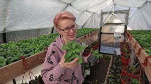 ВИРУС НА СЕМЕННОЙ ПЕТУНИИ ЧТО ДЕЛАТЬ