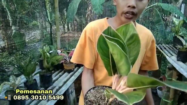 AGLAONEMA SUPER JUMBO!! OBRAL AGLONEMA TERMURAH TERCANTIK TERBESAR & TERBAIK смотреть онлайн