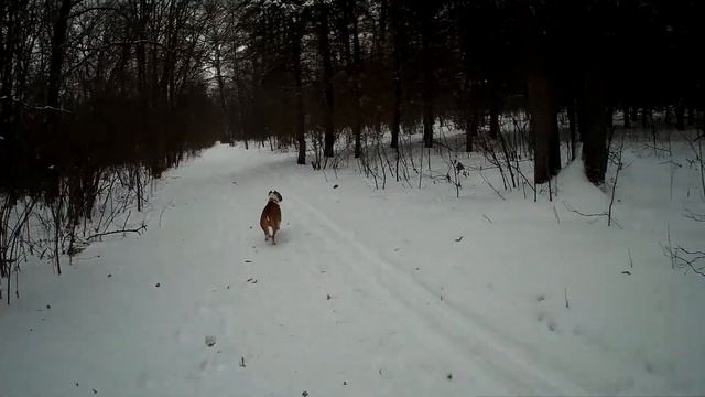 ПРОГУЛКА СТАФФОРДА С ЭРДЕЛЬТЕРЬЕРОМ В ЗИМНЕМ МОРОЗНОМ ЛЕСУ смотреть онлайн