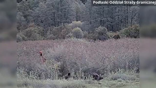 Белорусские пограничники помогают нелегалам пересечь границу с Польшей смотреть онлайн