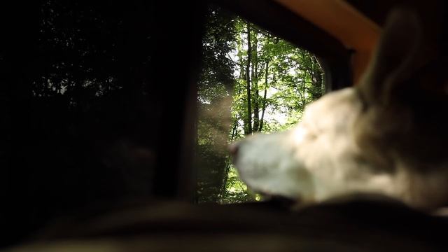 Alone in the North Woods | Solo Female Van Life смотреть онлайн