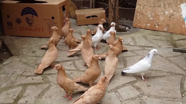 Бакинские Жолтые чубатые Голуби. смотреть онлайн
