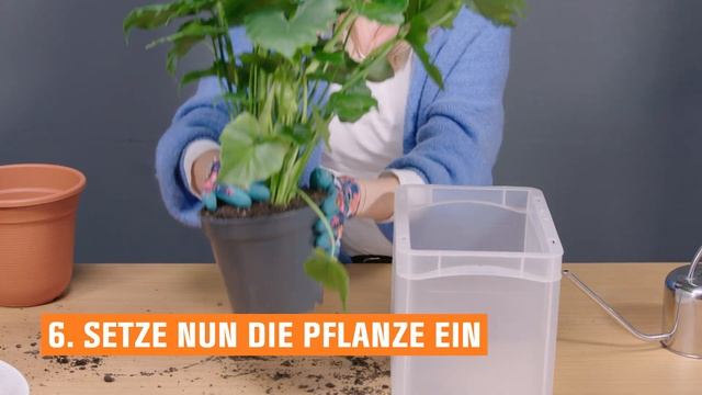 Zimmerpflanzen Umtopfen | OBI | Indoor Jungle
