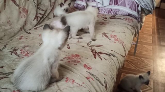 Котята Меконгский Бобтейл . смотреть онлайн