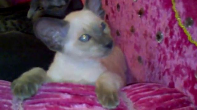 18022014169 001 Котята ориентальной породы 00996 555 484 494 Вика Кыргызстан)) смотреть онлайн