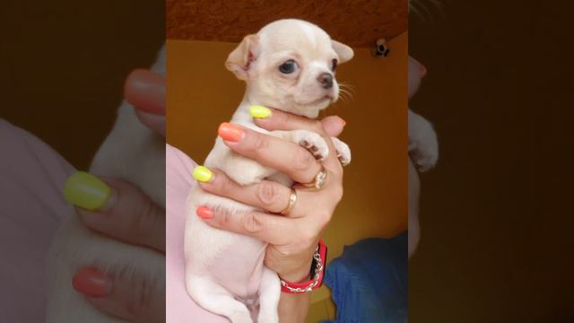 миниатюрная Нарния продажа чихуахуа питомник Кастропуло Крым продажа щенков 89787458062 доставка смотреть онлайн