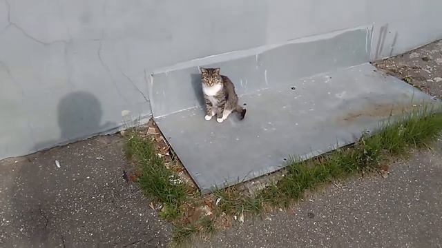 Pretty normal cat # Обычный уличный кот у стены дома греется на солнышке смотреть онлайн