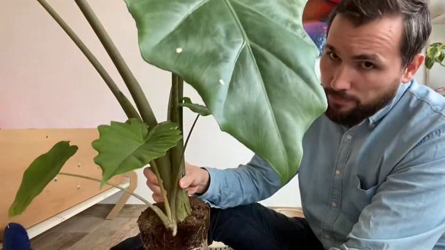 Alocasia Portodora Offset Propagation