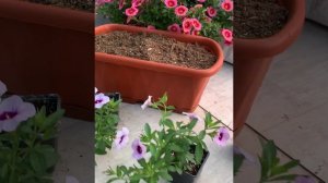 Посадка кашпо с Калибрахоа, формируем правильный пышный куст