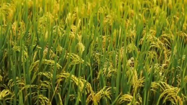 Rita Movsesian & Flarmenia, Armenian Flamenco "Sari Sirun Yar"