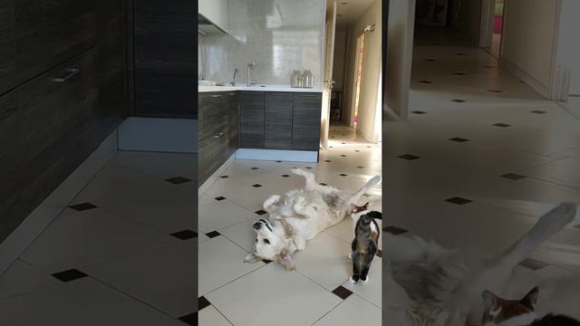 Игры кошки с собакой "лучшие друзья" смотреть онлайн