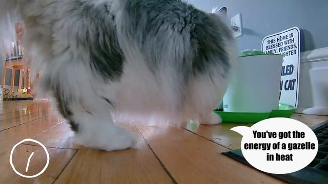 What do cats do ALL DAY?! I spied on my cats with a PETCUBE to find out! смотреть онлайн