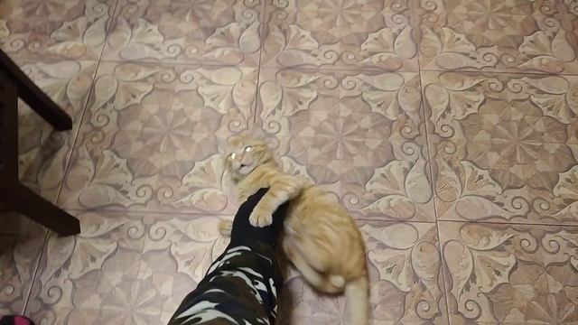 Мои алоказии 24.02.2023.#алоказии #комнатныецветы #alocasia #цветы #город61 #алоказияжаклин #мох смотреть онлайн