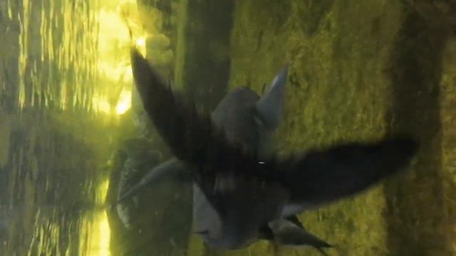 Тайланд. Парк Кхао Кхео. Бегемотик смотреть онлайн